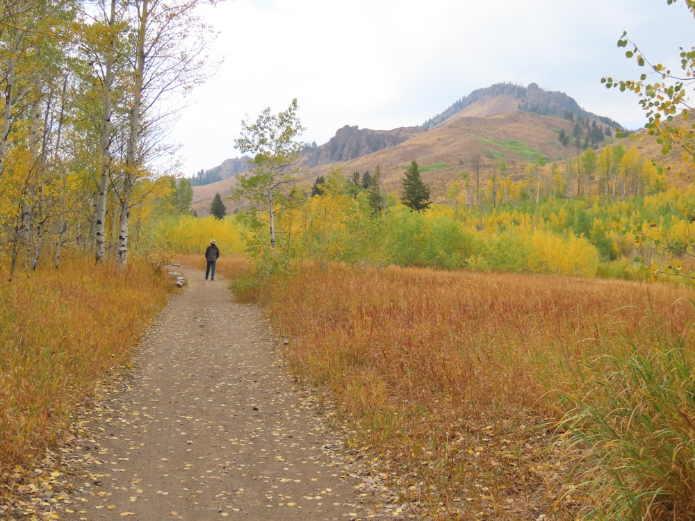 a person walking down a path in the woods