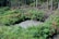 A small pond is surrounded by lush greenery, including various plants and trees. There is a mix of vibrant green foliage and some scattered purple flowers. A line of slender trees stands tall in the background, while the ground appears slightly overgrown with grass and ferns.