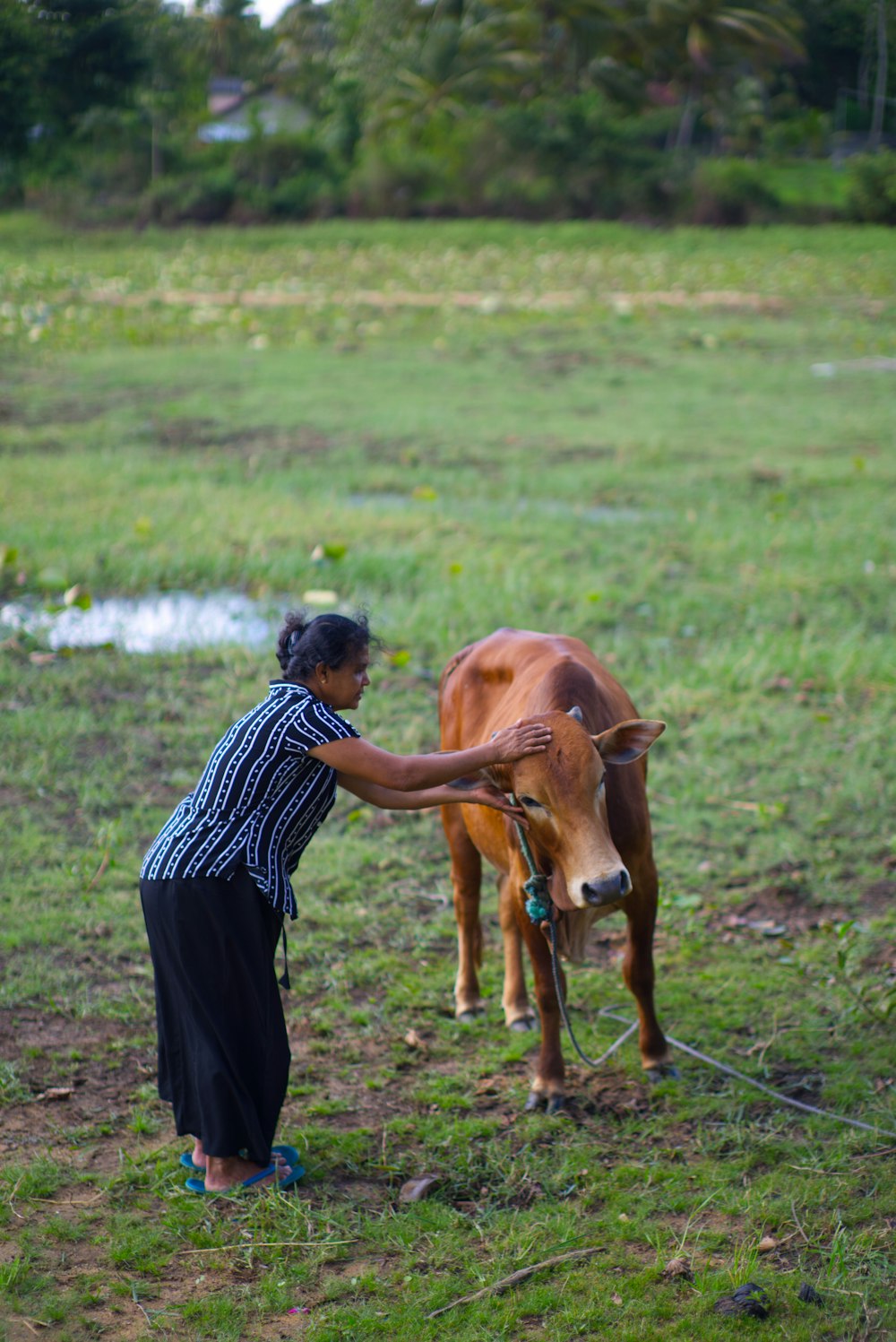a woman standing next to a brown cow on a lush green field