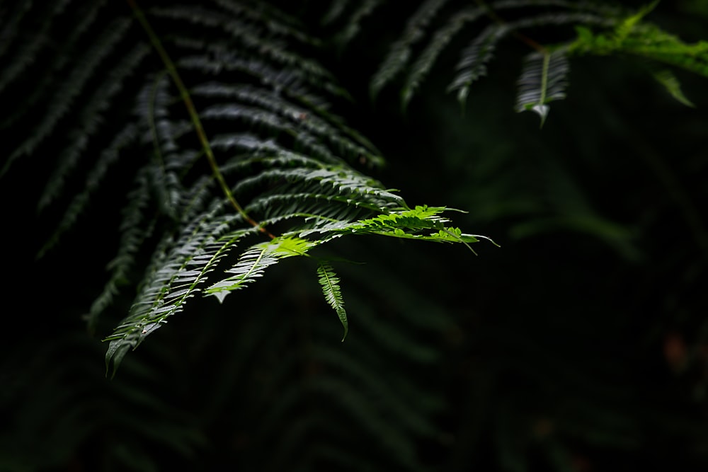 a close up of a fern leaf in the dark