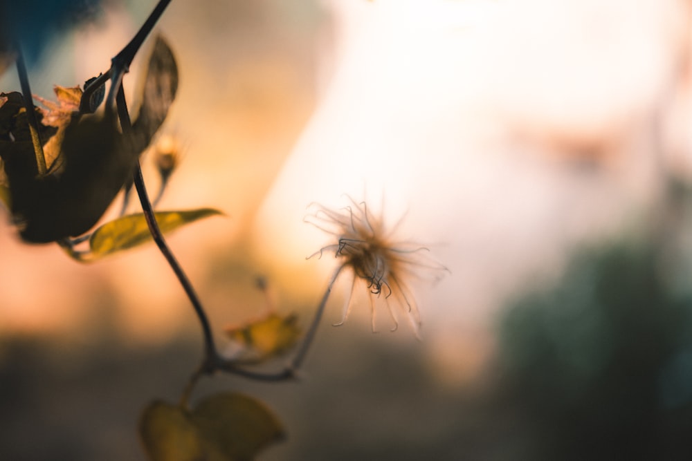 a close up of a flower on a tree branch