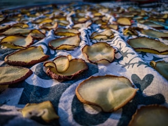 Slices of ginger or similar root vegetables are arranged on a patterned fabric, possibly for drying. The slices have a light yellow center with darker brown edges. The fabric has a blue and white design, and the scene appears to be lit by natural light, casting shadows onto the fabric.