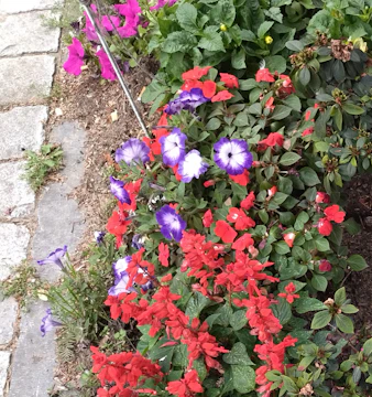 A vibrant garden bed featuring colorful flowers and lush greenery arranged around a stone pathway.