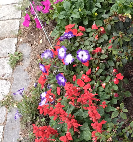 A vibrant backyard garden featuring a mix of colorful flowers, neatly trimmed shrubs, and a stone pathway winding through.