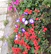 A colorful garden bed designed to support pollinators and local wildlife.