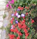 A vibrant garden border filled with colorful perennial flowers in Plovdiv sunlight.