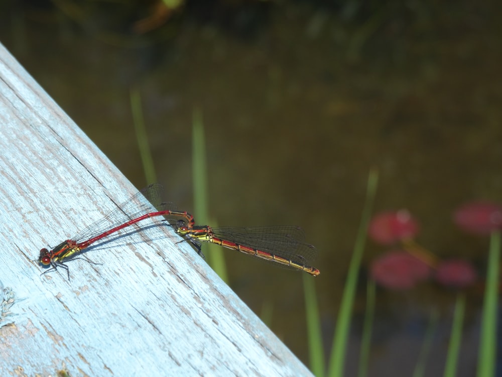 a red and black dragonfly sitting on a wooden plank