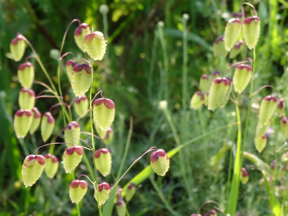 a close up of a bunch of flowers in a field