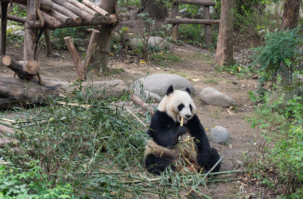 a panda bear sitting on a rock eating bamboo