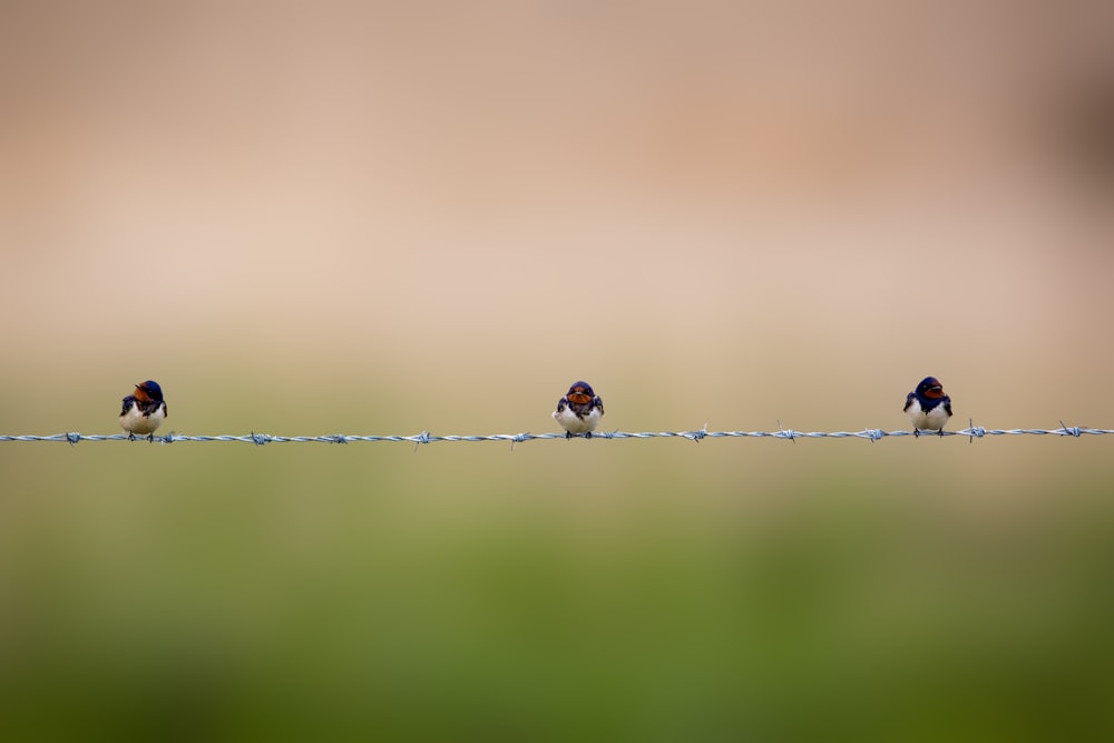 a group of birds sitting on top of a wire