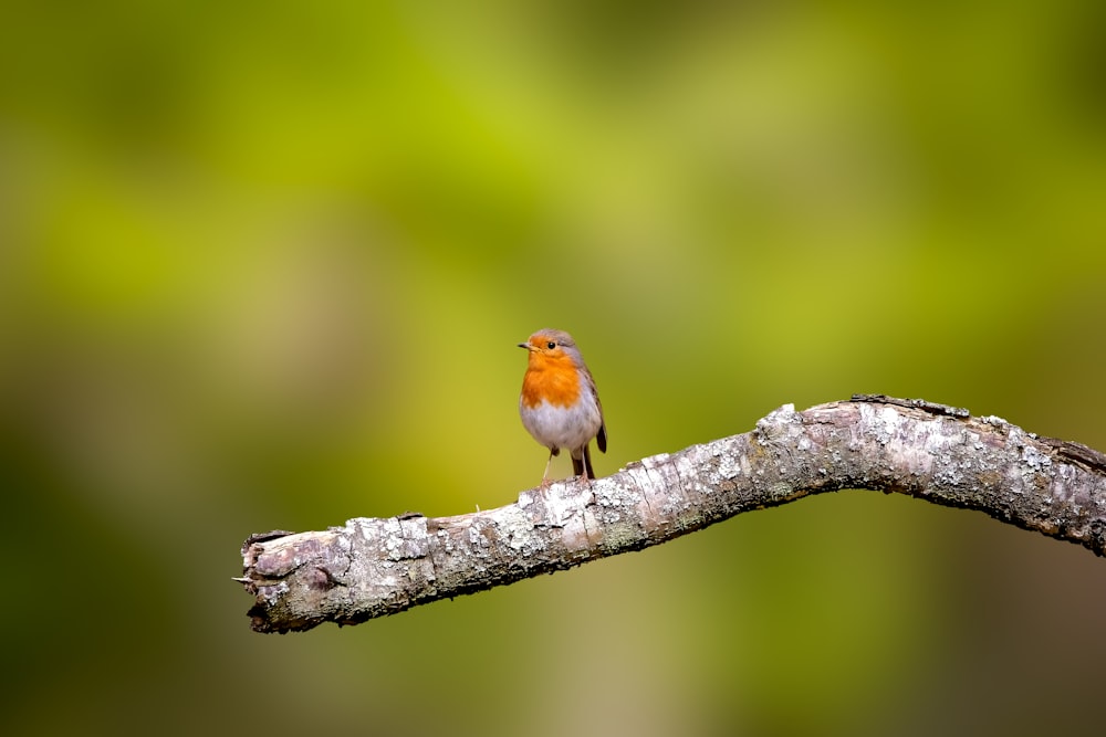 a small bird perched on a tree branch