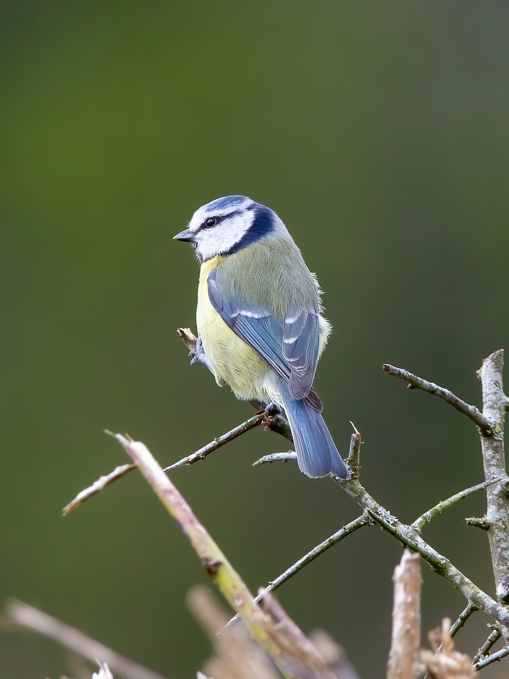 a small blue bird sitting on top of a tree branch