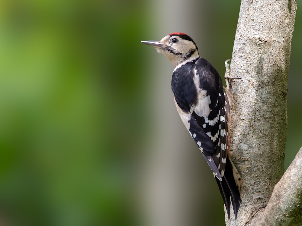 a bird is perched on a tree branch