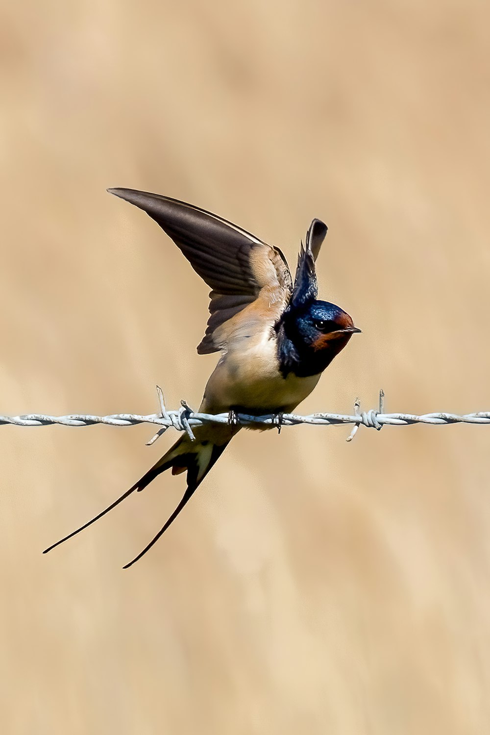 a small bird sitting on top of a barbed wire