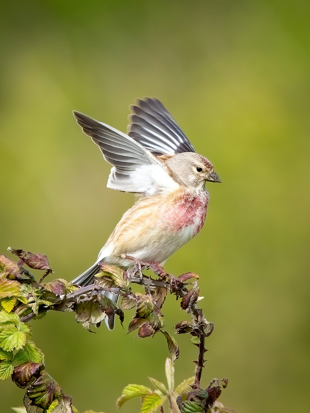 a small bird sitting on top of a tree branch