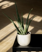 A potted aloe vera plant sits atop a black table. The room is well-lit with natural sunlight casting soft shadows on the light-colored floor.