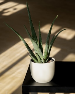 A potted aloe vera plant sits atop a black table. The room is well-lit with natural sunlight casting soft shadows on the light-colored floor.