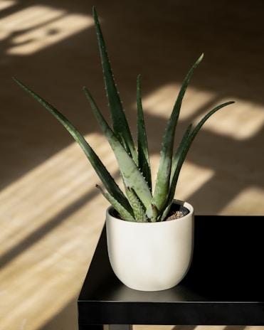 A potted aloe vera plant sits atop a black table. The room is well-lit with natural sunlight casting soft shadows on the light-colored floor.