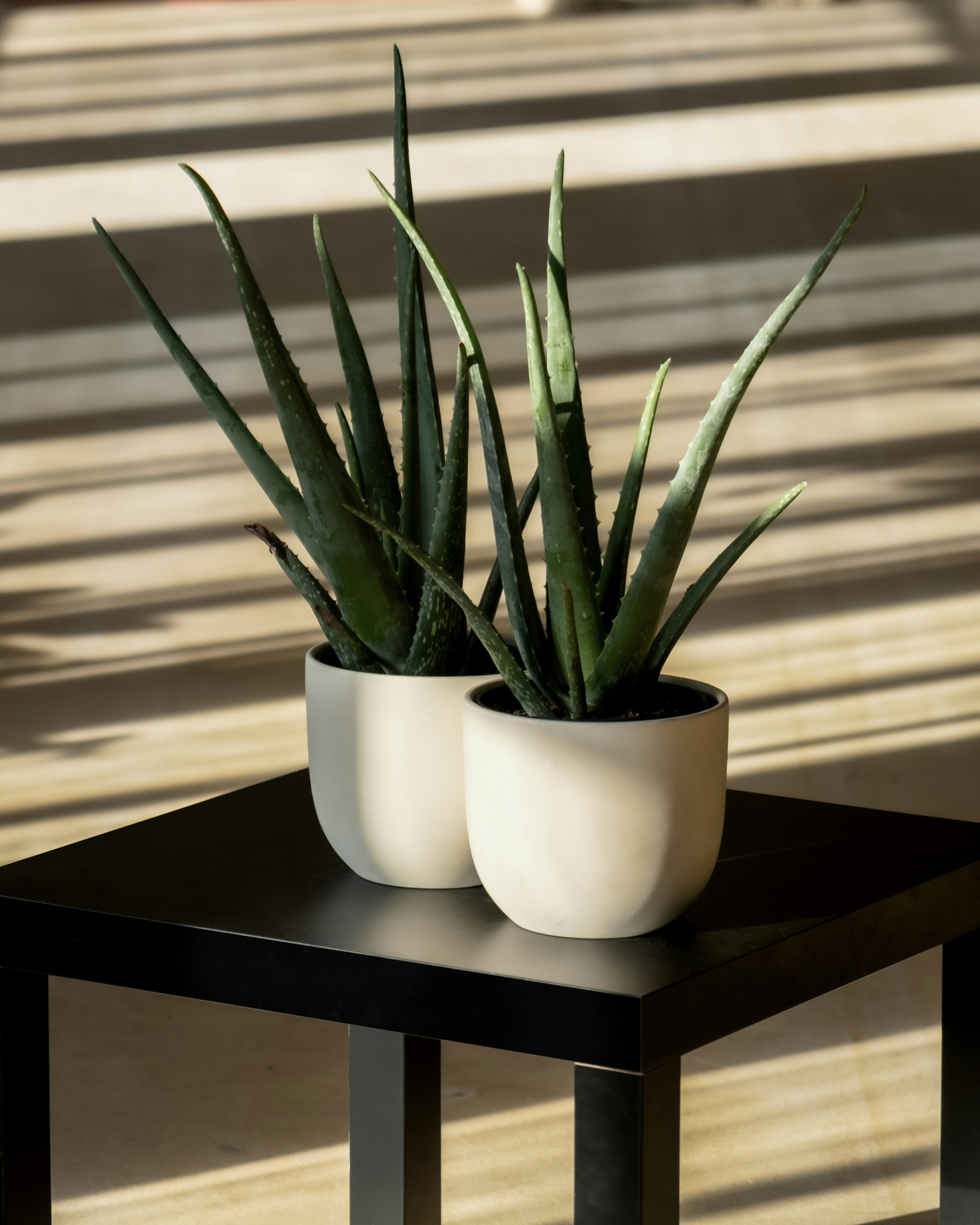 Photo by feeypflanzen