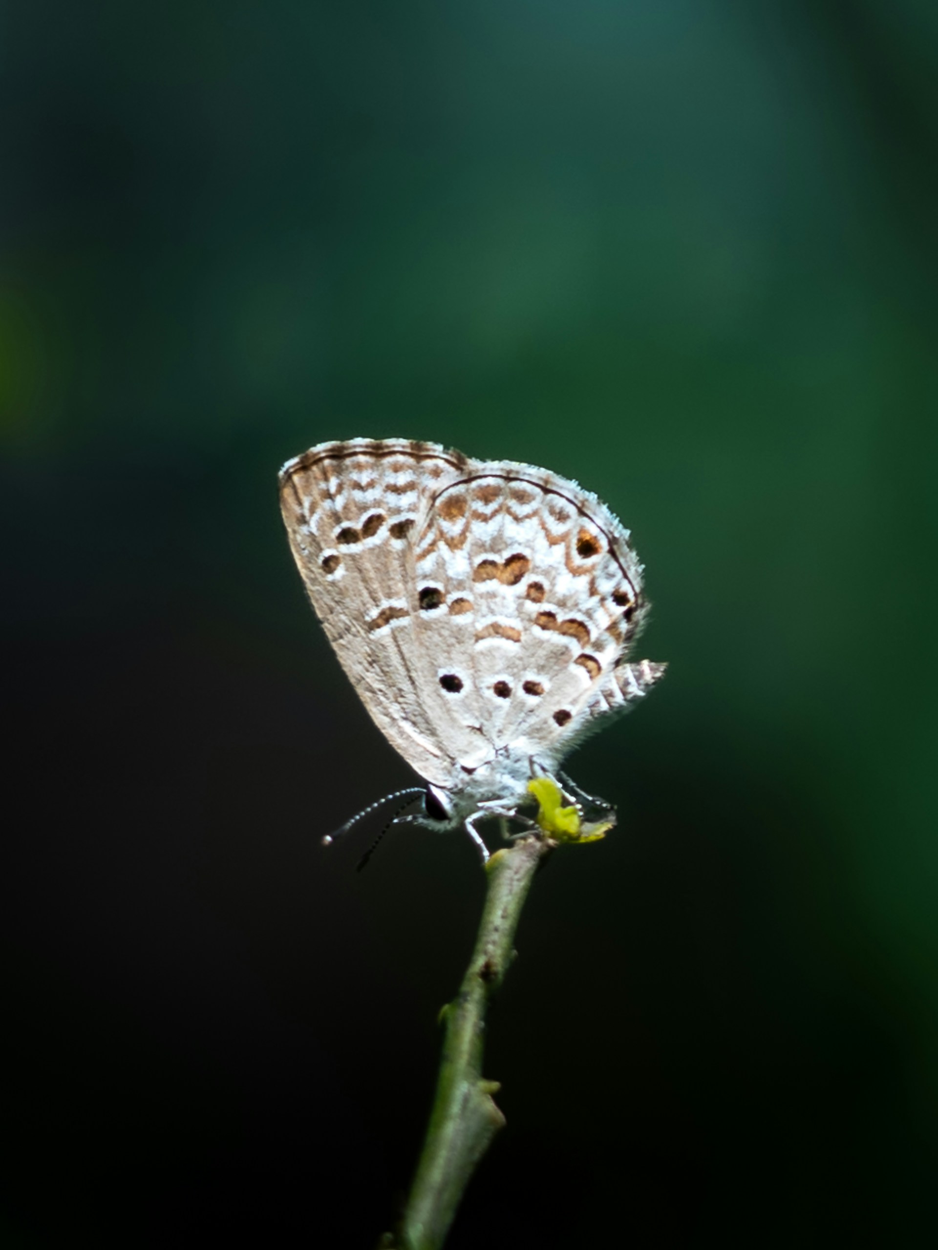 black and white bed linen