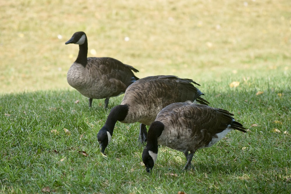 a couple of birds that are standing in the grass