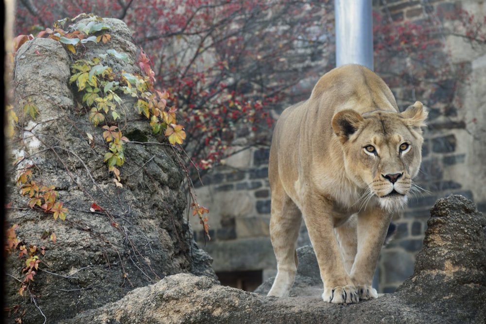 Un lion marchant sur un rocher dans un zoo