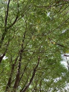 An inviting snapshot of a storyteller sharing the creation story under a canopy of lush, green trees.