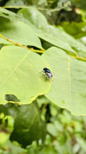 Close-up of black soldier fly larvae thriving in organic waste bins amid green surroundings.