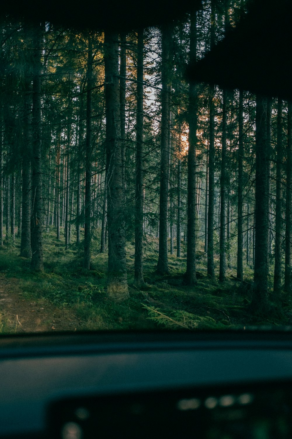 a car driving through a forest filled with tall trees