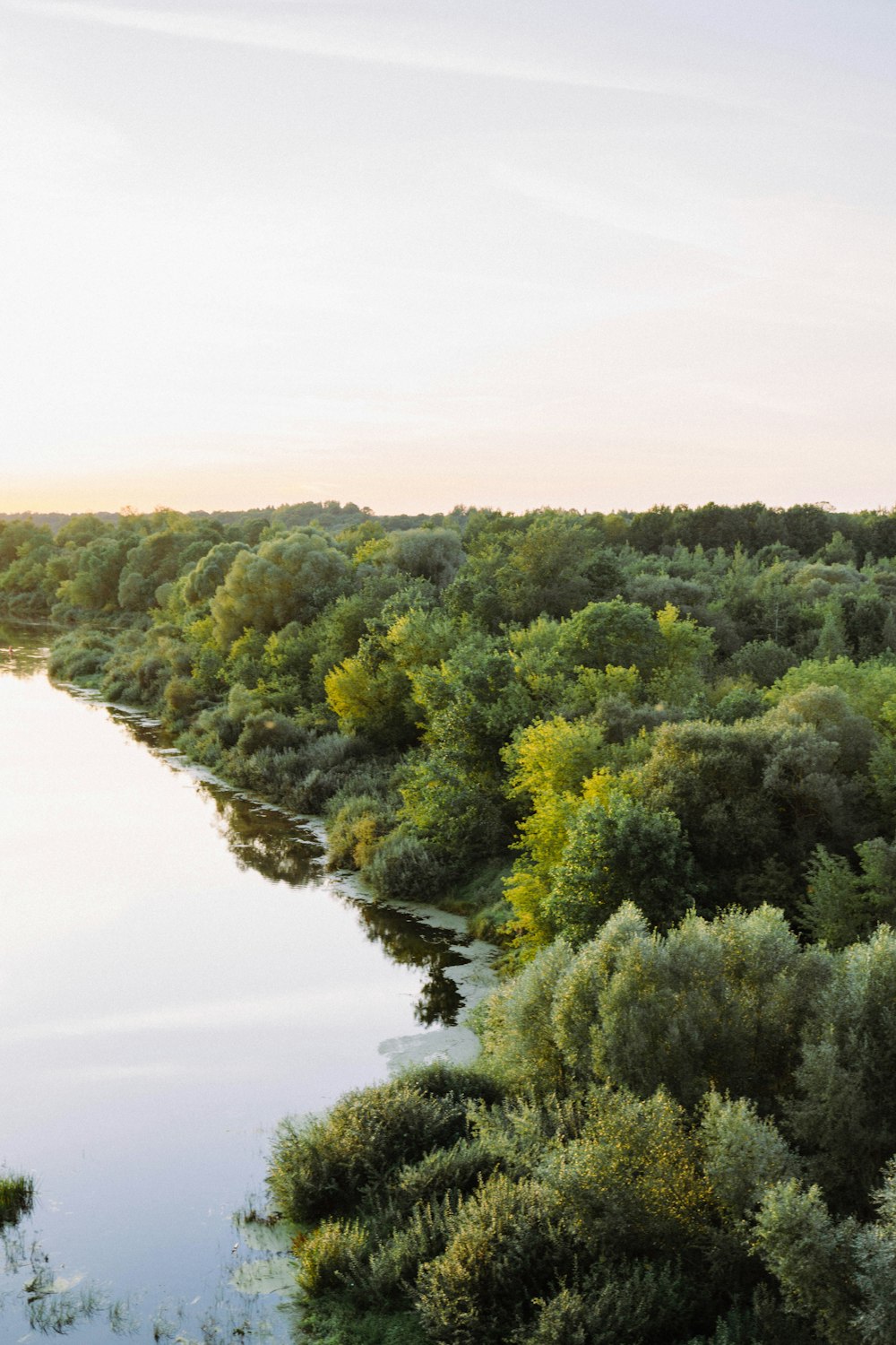 a river running through a lush green forest