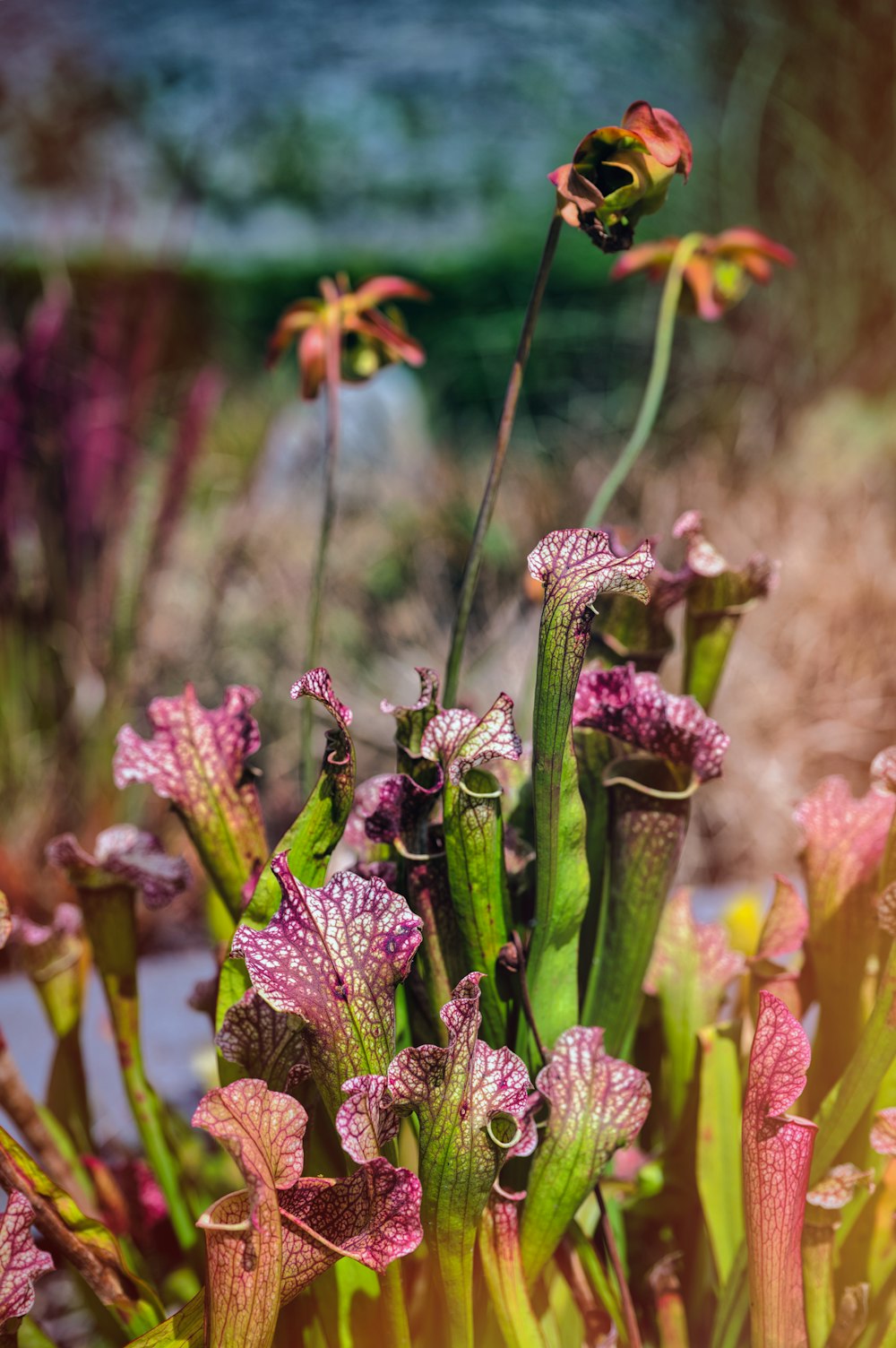 a close up of a bunch of flowers in a field