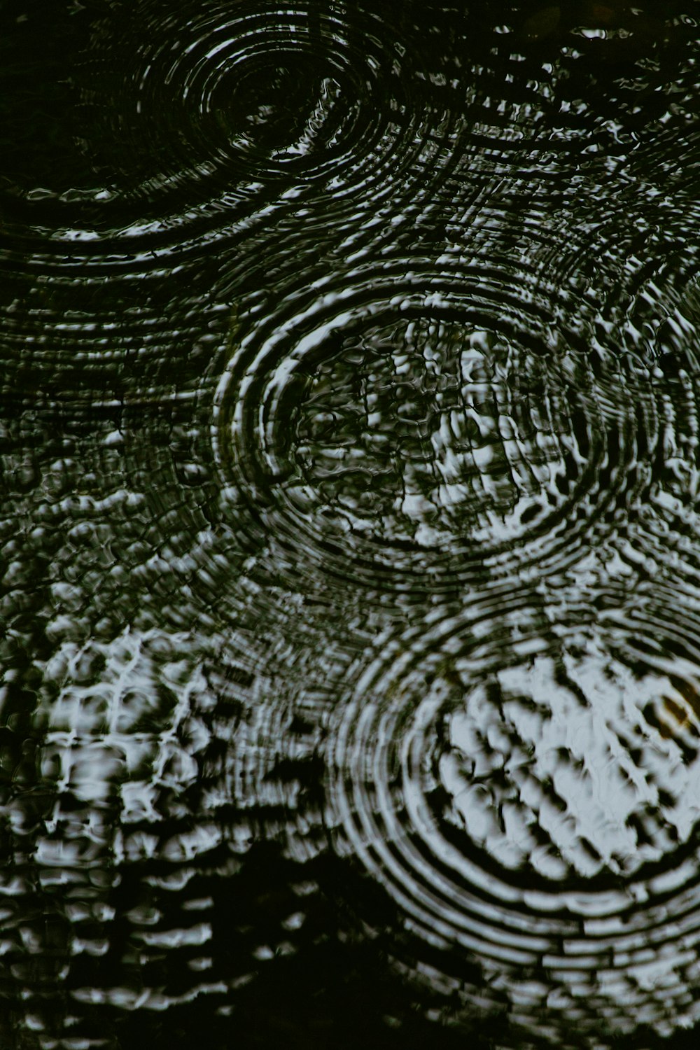 Un grupo de círculos de gotas de lluvia flotando sobre un cuerpo de agua