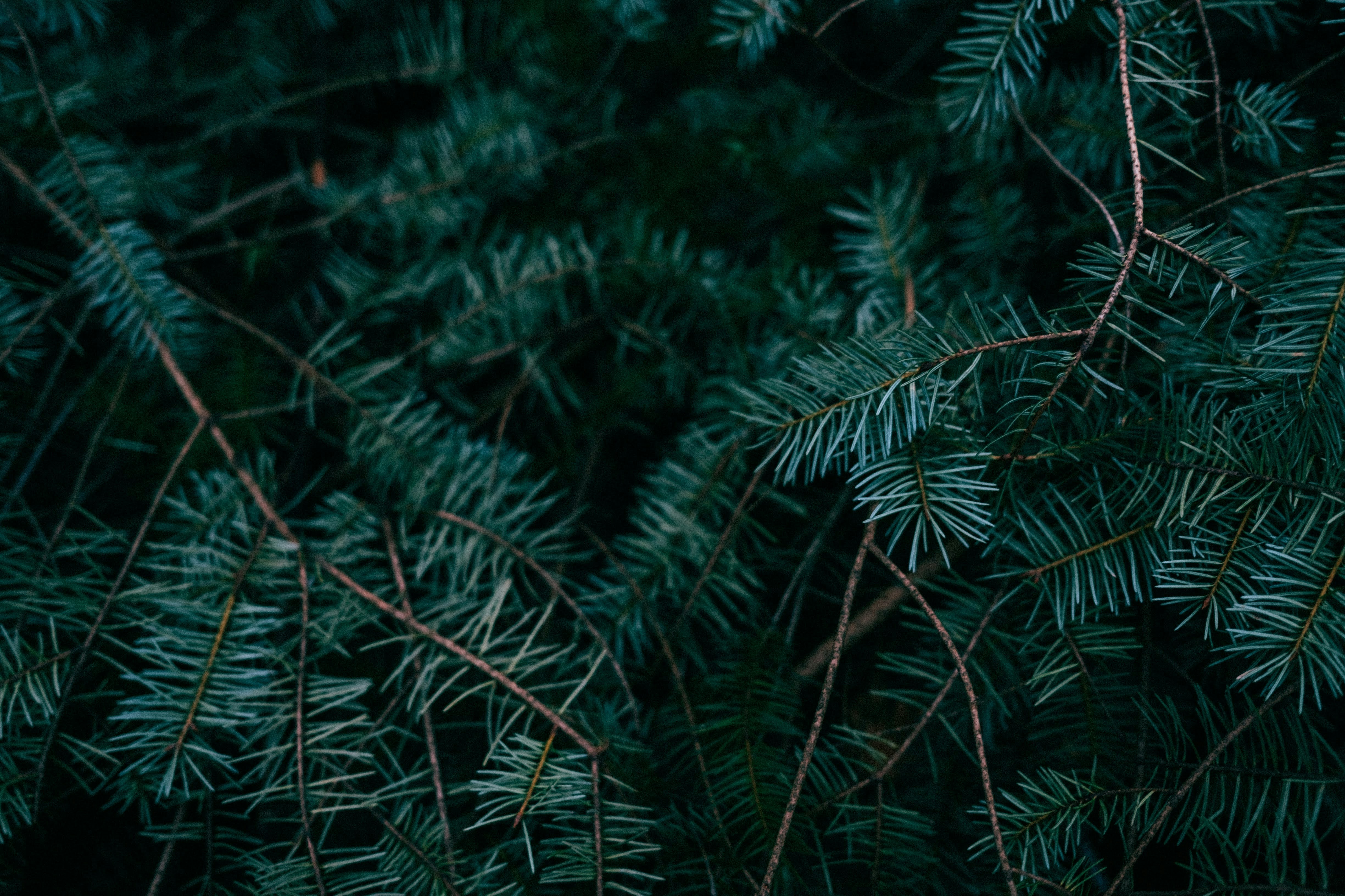 a close up of a pine tree branch