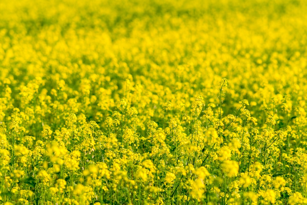 a field full of yellow flowers with a sky background