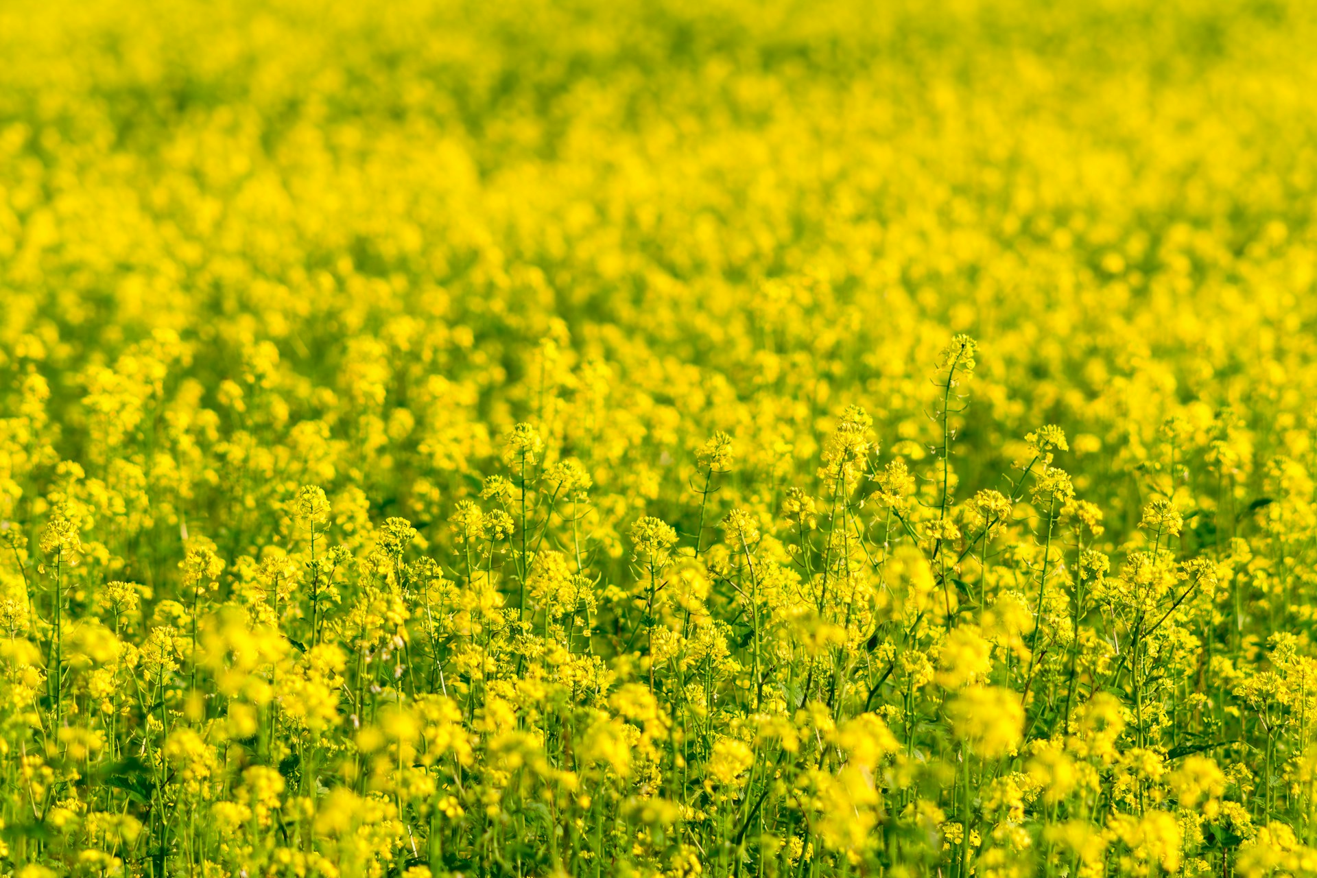 a field full of yellow flowers with a sky background