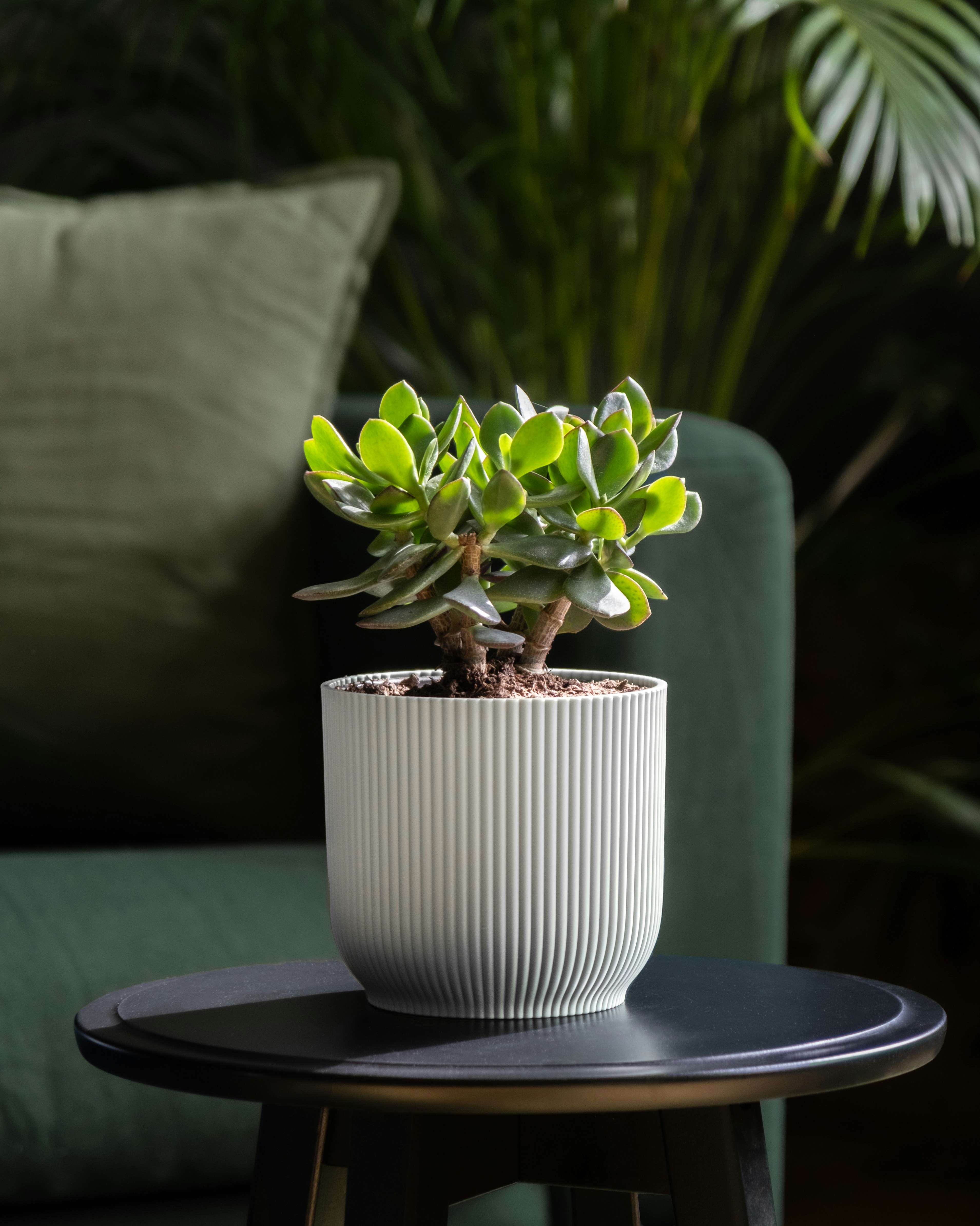 Photo by feeypflanzen