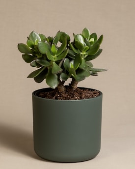A lush green succulent plant with thick, fleshy leaves is planted in a matte green pot. The plant is well-maintained, with healthy soil visible at the base. The background is a plain, neutral beige color, highlighting the vivid greenery of the plant.