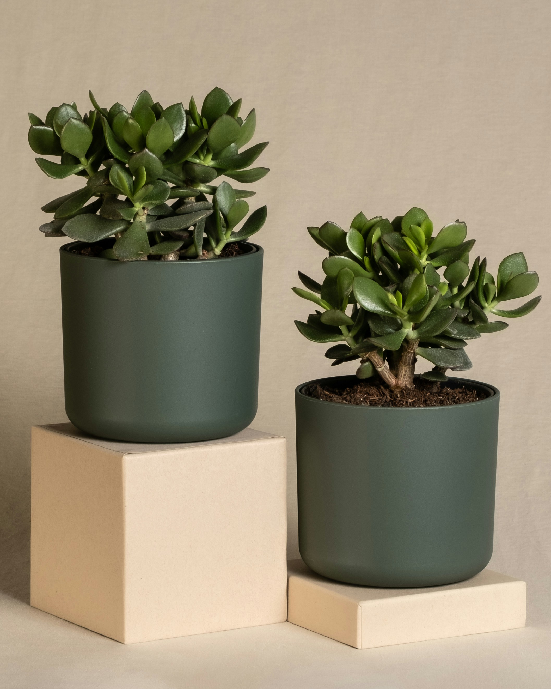 Photo by feeypflanzen