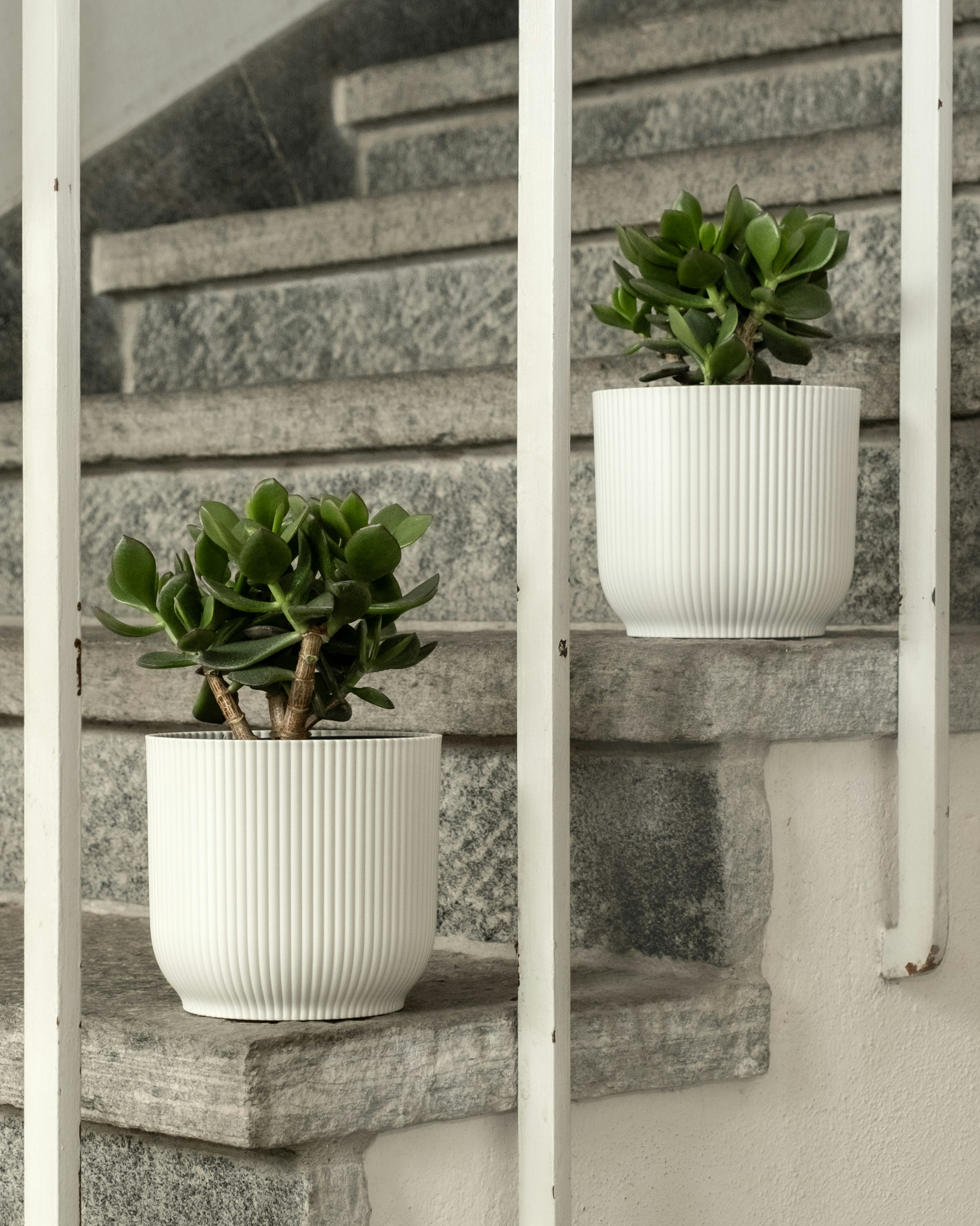 Photo by feeypflanzen