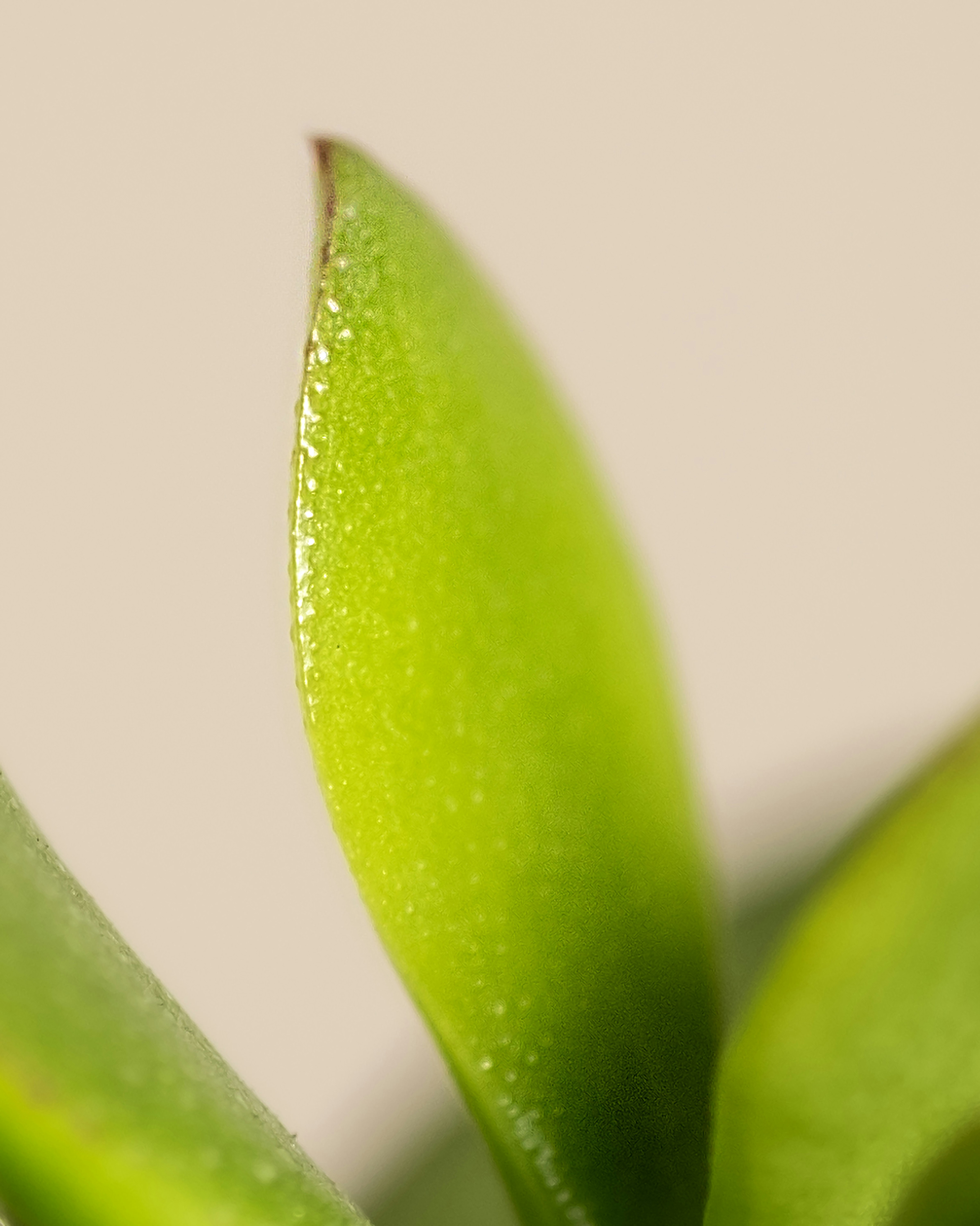 Photo by feeypflanzen