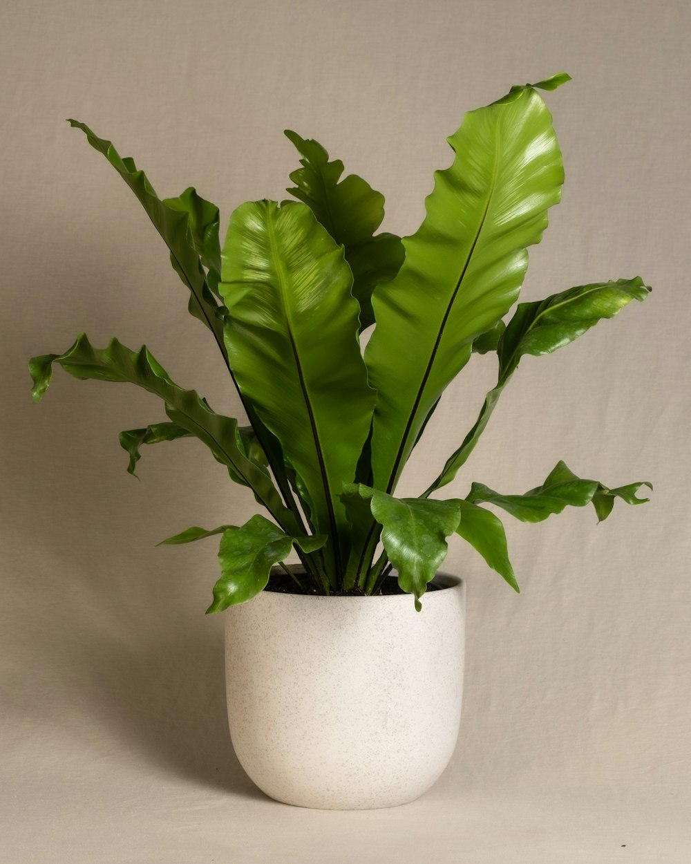 a large green plant in a white pot