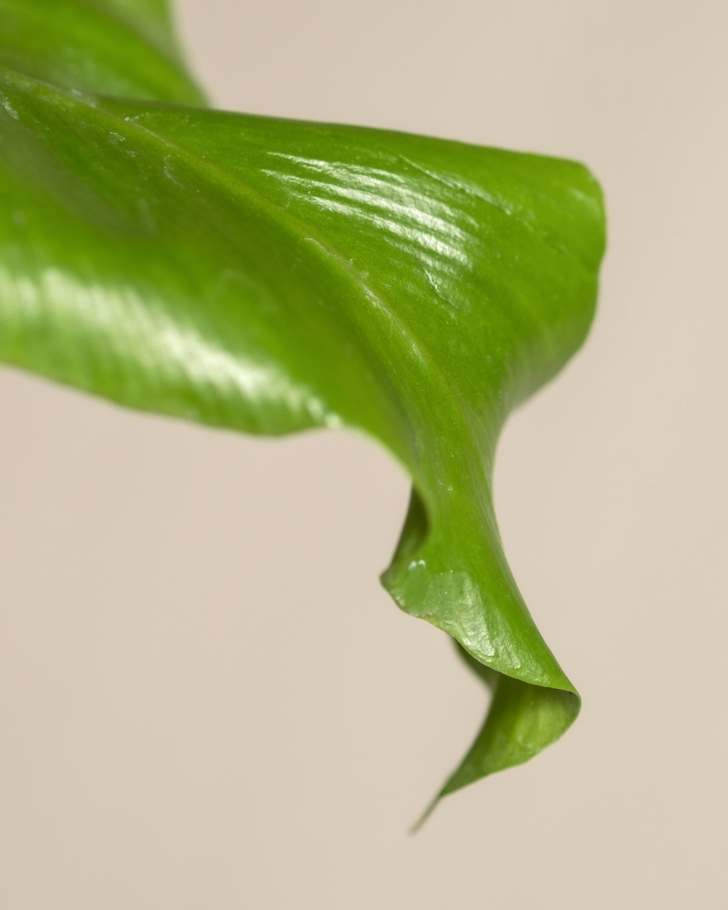 Photo by feeypflanzen