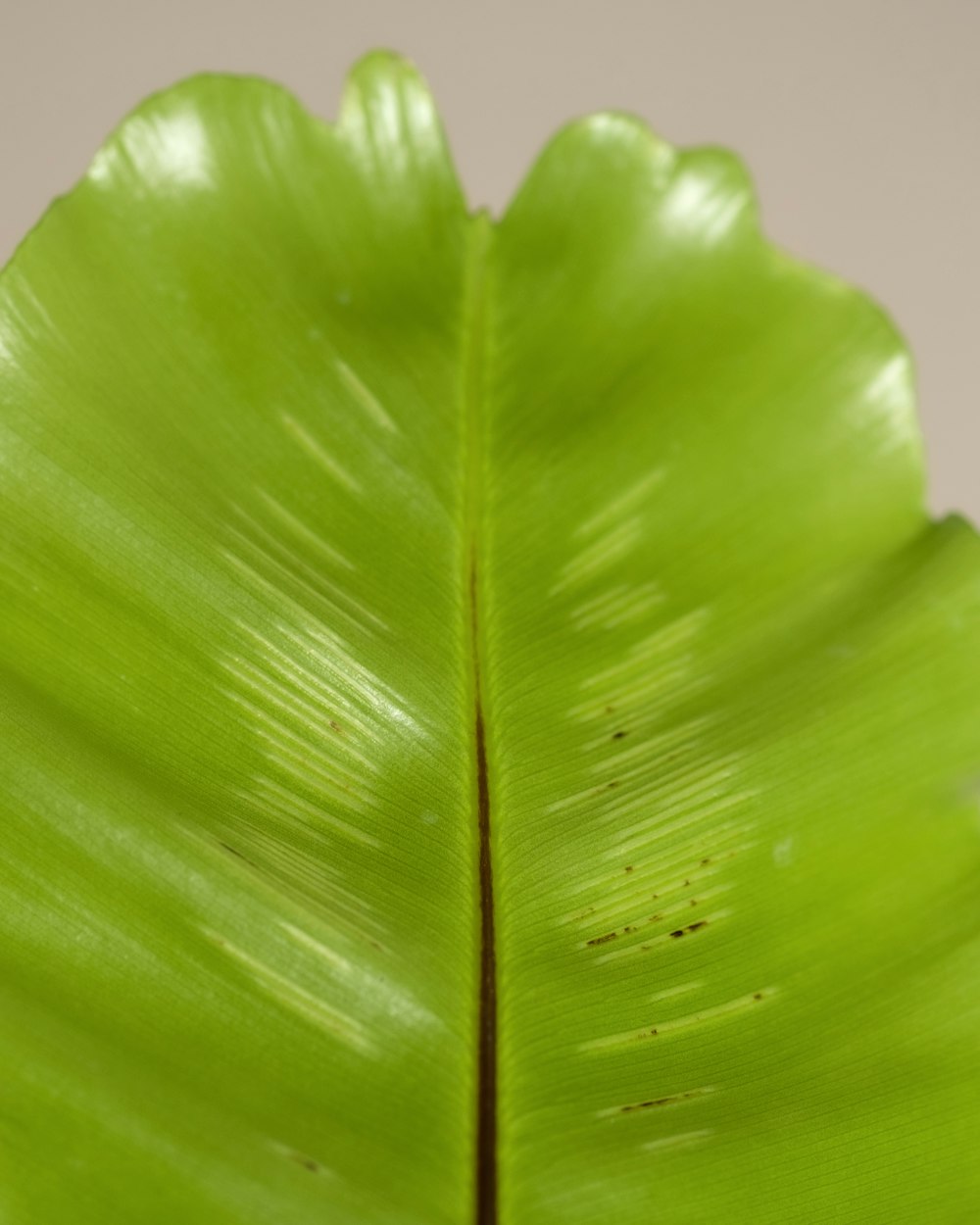 Un primer plano de una gran hoja verde