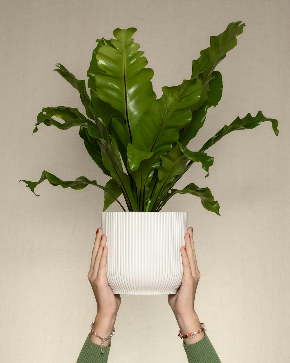 a person holding a plant in a white vase