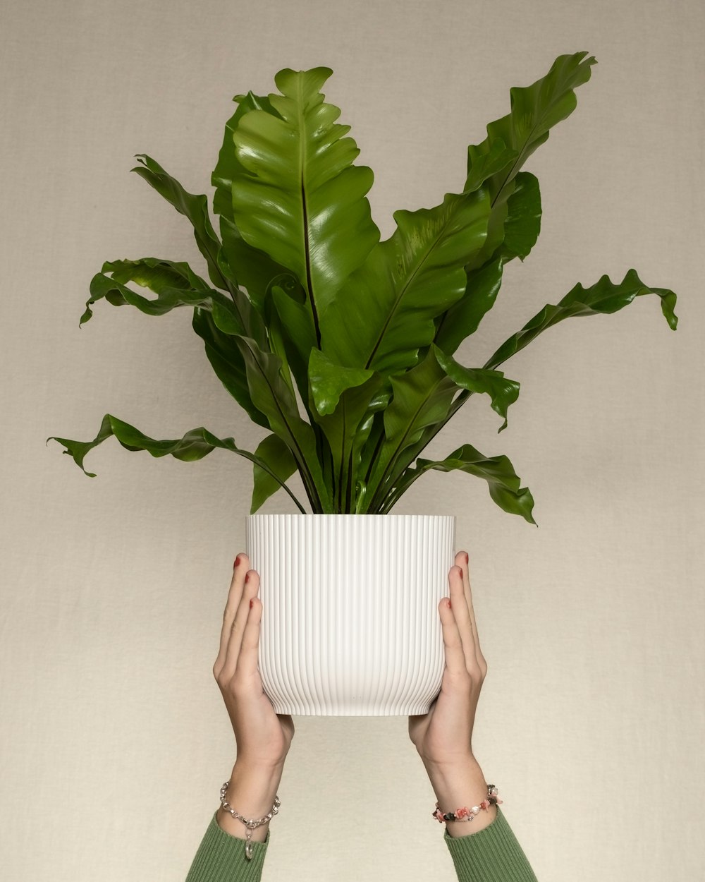 una persona sosteniendo una planta en un jarrón blanco