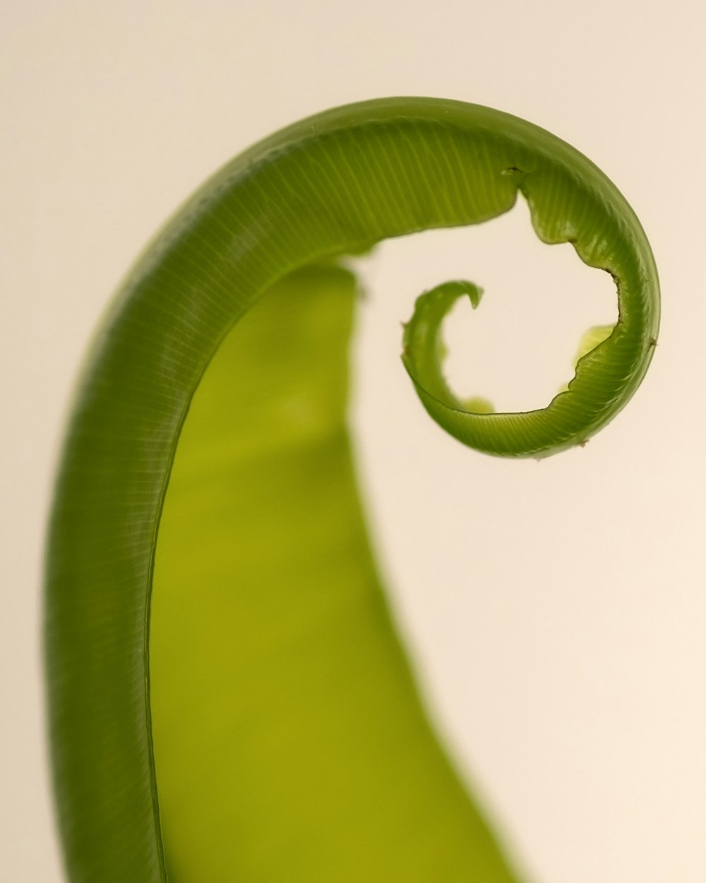 a close up of a green plant with a white background