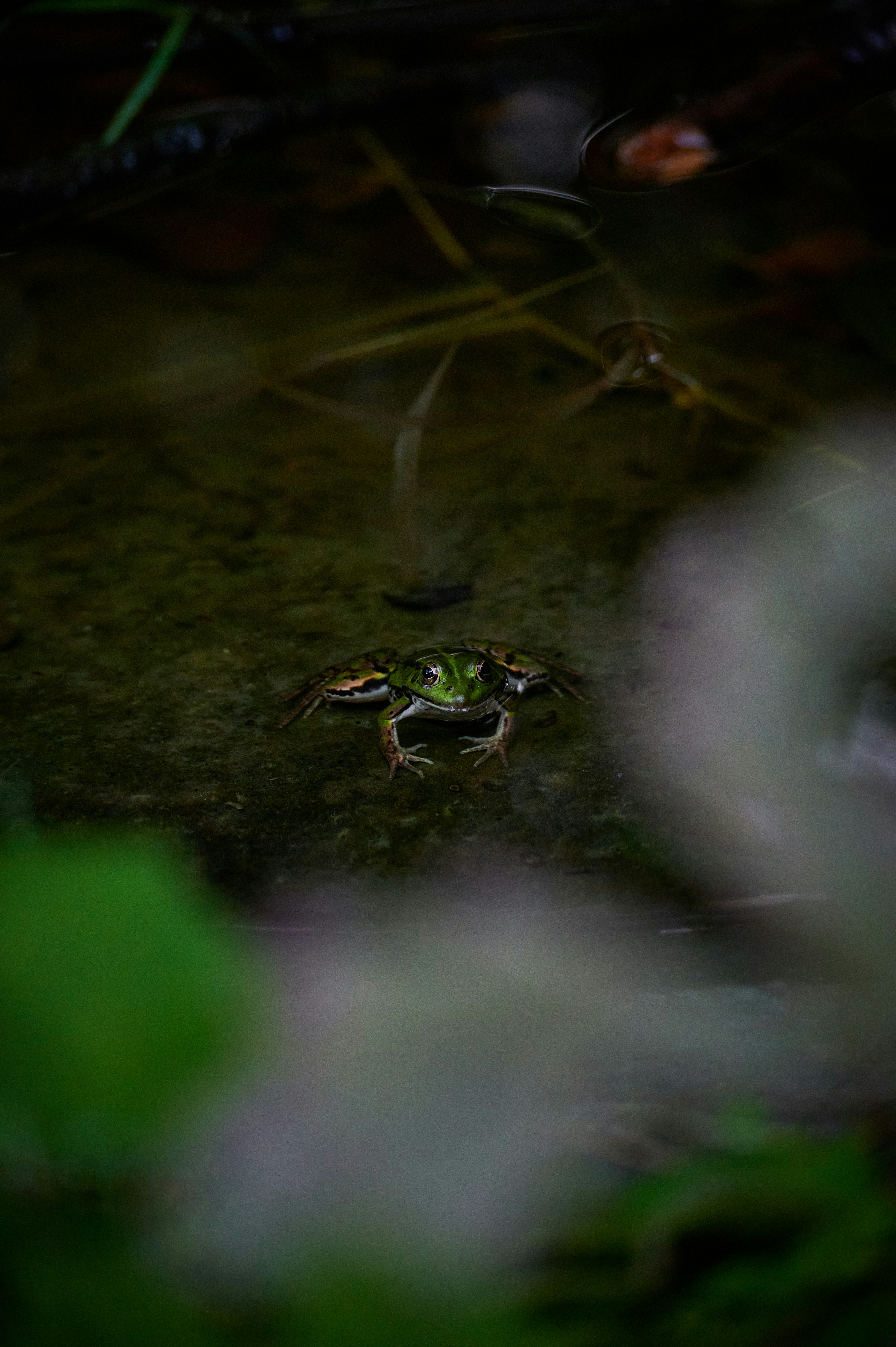 Photo by stefanschwinghammer