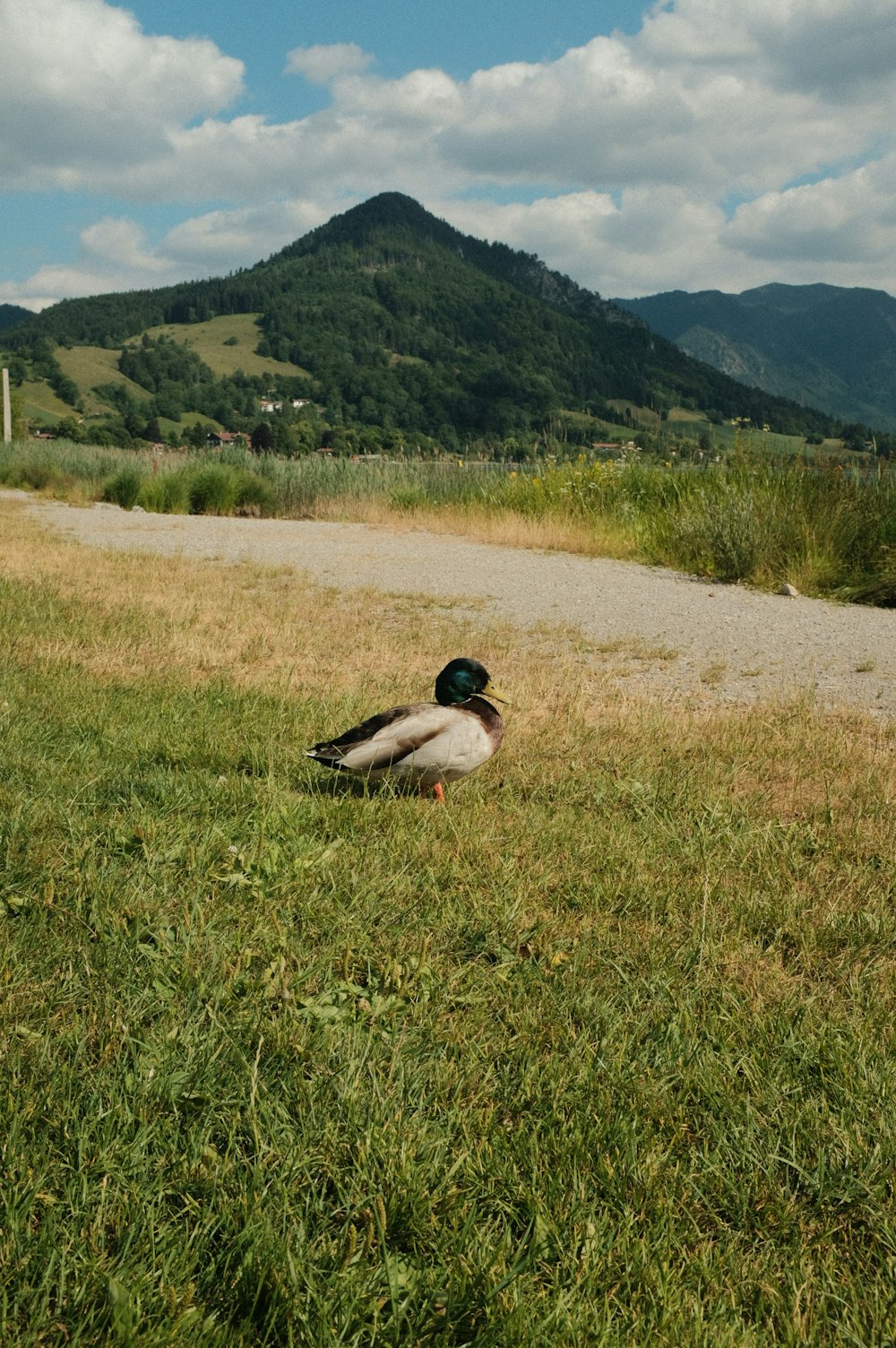 a duck laying in the grass near a road