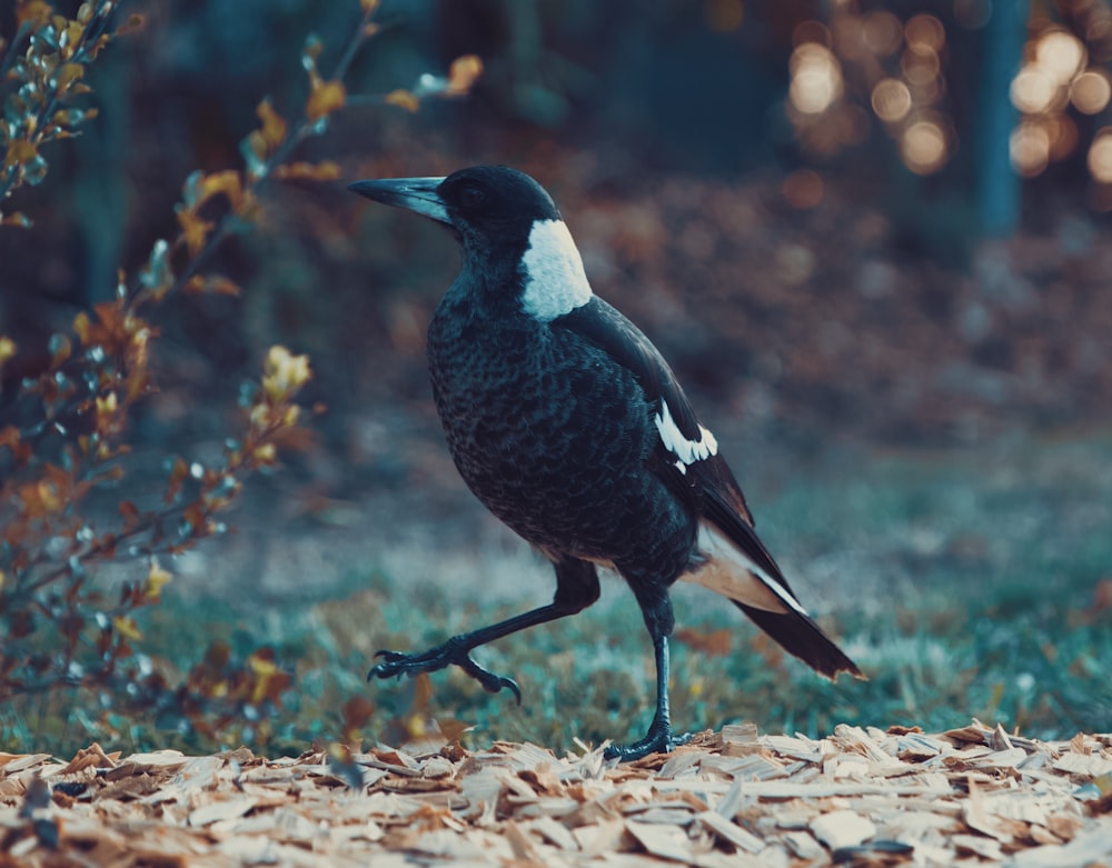 a black and white bird standing on top of leaves