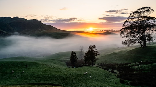 A serene landscape depicting a sunrise over rolling green hills with a layer of mist gently floating above the ground. Tall trees stand prominently on the right side, silhouetted against the dawn light. The sun casts a warm glow over the scene, creating a contrast between the illuminated sky and the shadowed terrain.